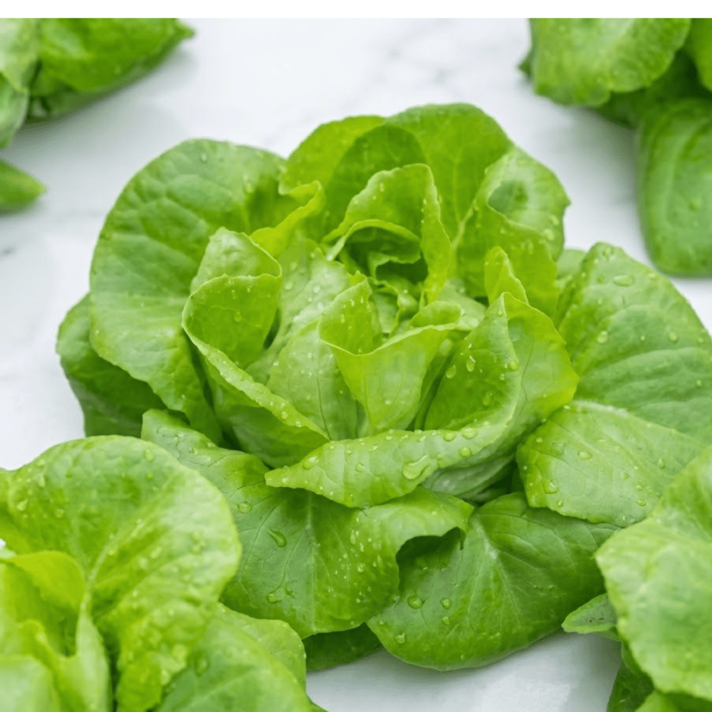 Premium Fresh Lettuce