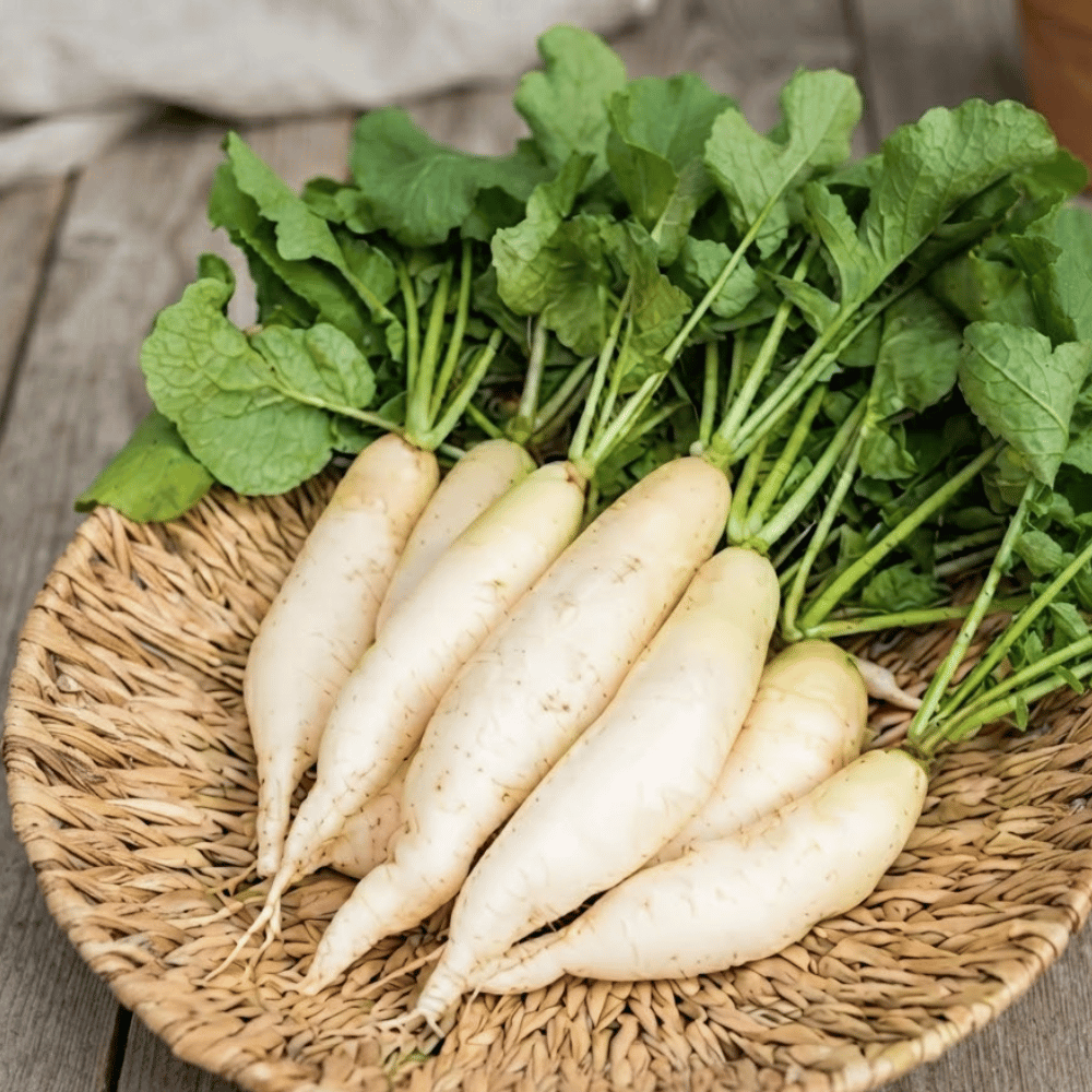 Premium Fresh Radishes