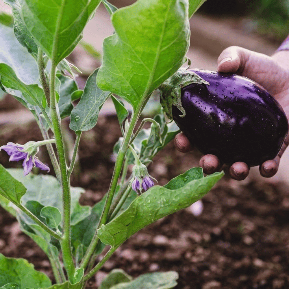 Premium Fresh Brinjals