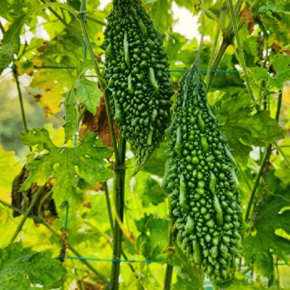 Premium Fresh Bitter Gourd