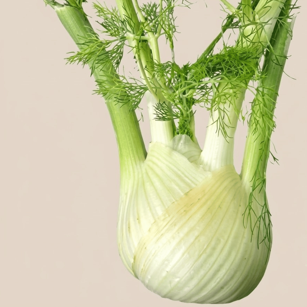 Premium Fresh Fennel