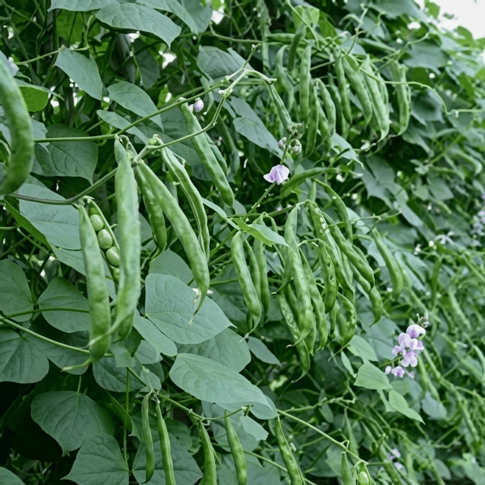 Premium Fresh Lima Beans