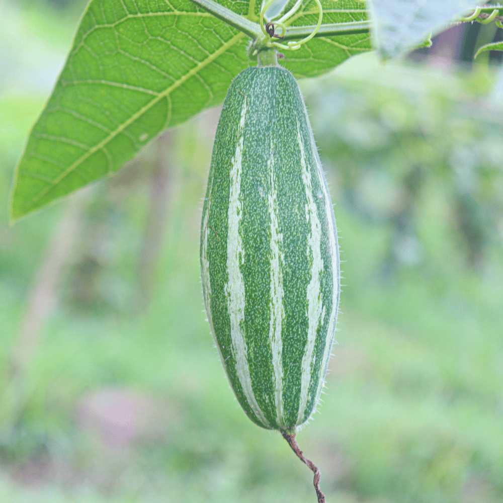 Premium Fresh Pointed Gourd