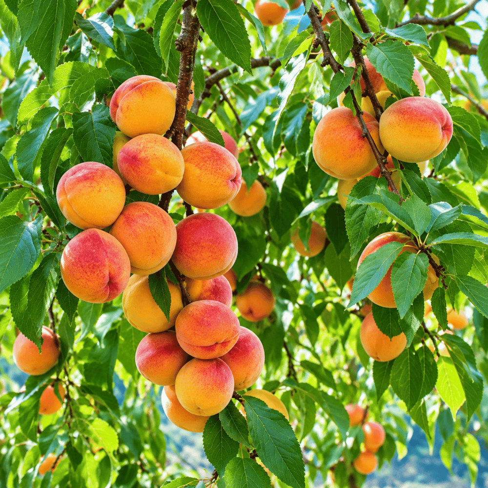 Premium Fresh Peaches