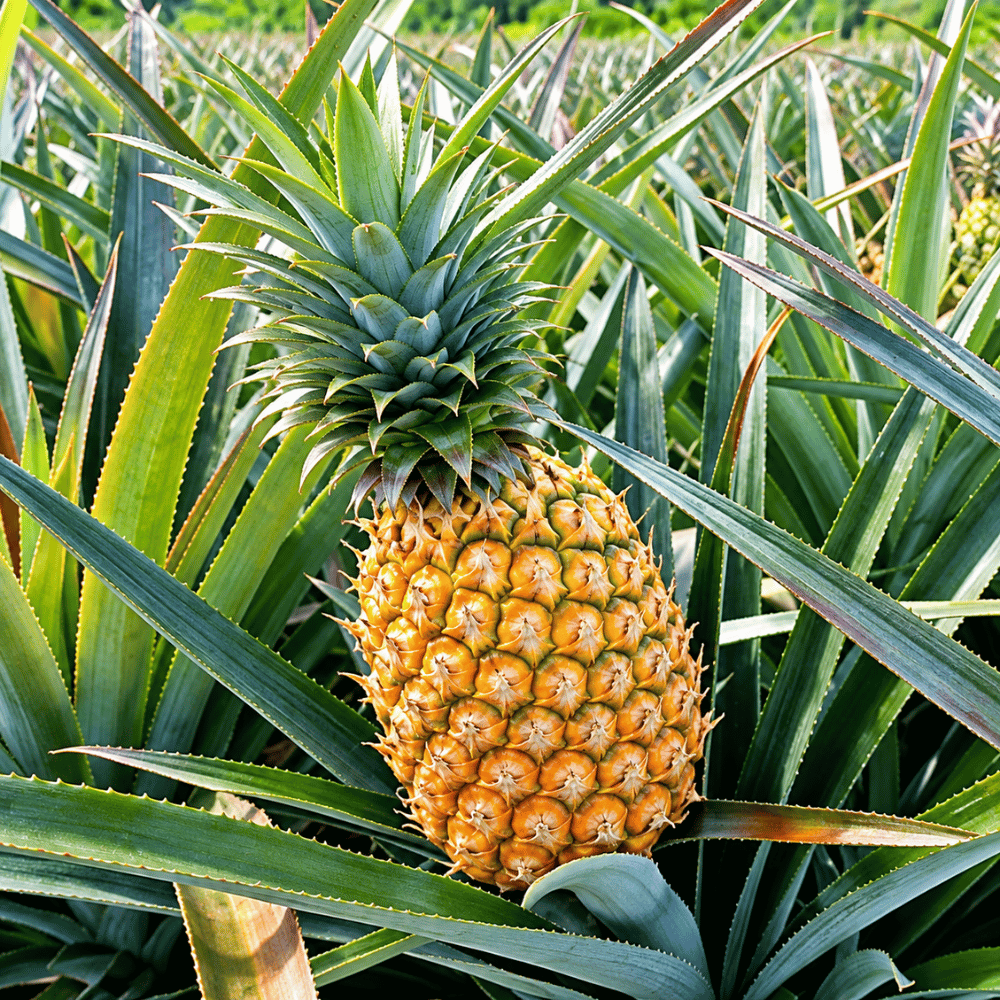 Fresh Premium Pineapples