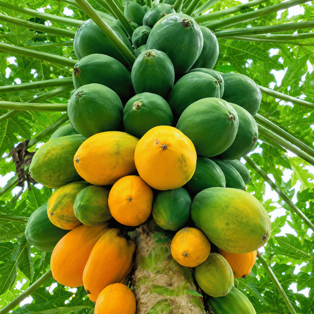 Premium Fresh Papaya